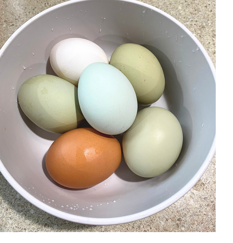 The first egg haul at the beginning of the homestead story: green, brown, white, and blue eggs in a bowl 