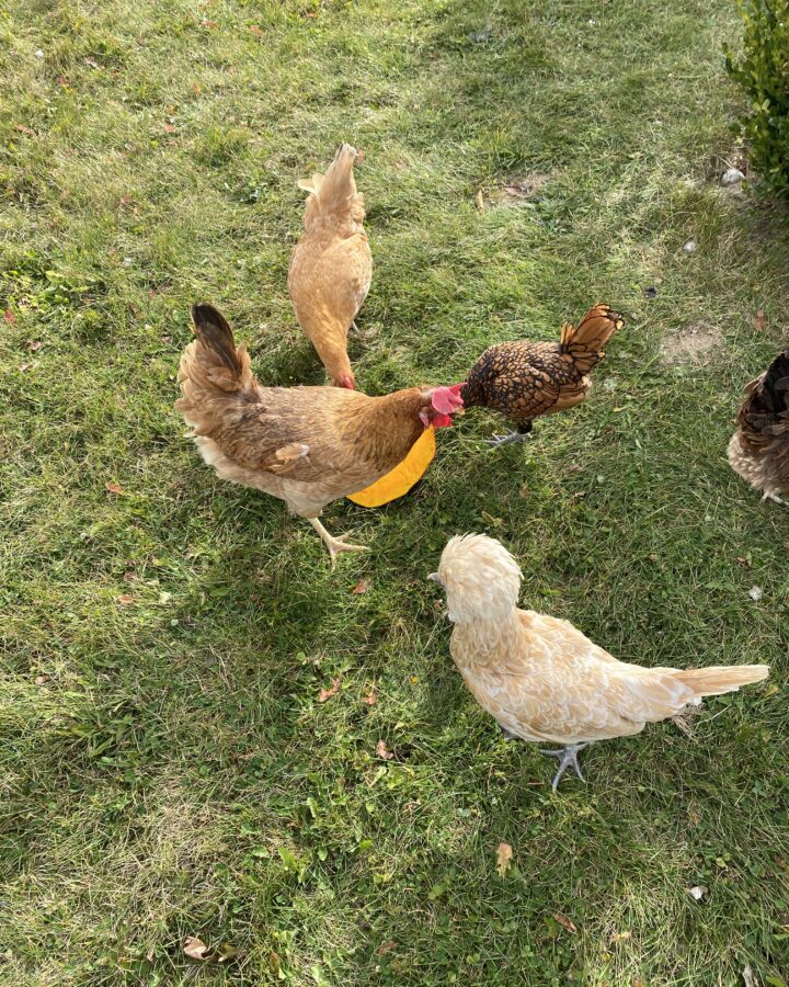 Backyard chickens free ranging and eating a pumpkin