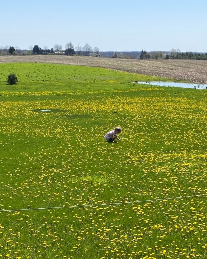 Little girl kneeling down in a dandelion field to pick flowers on a homestead