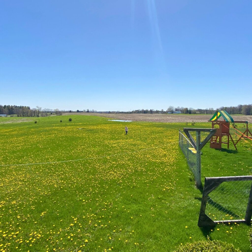 Child walking in a dandelion field with an empty lot behind her