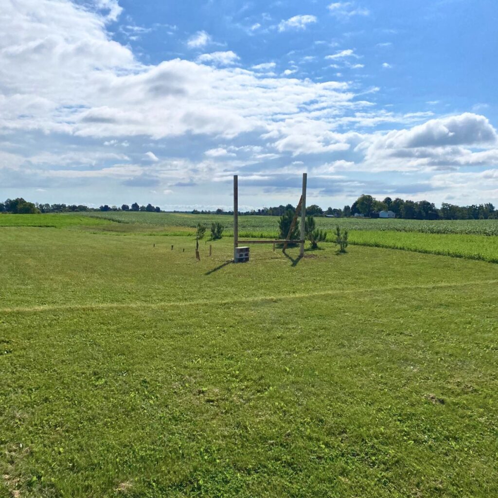 The basic framing of a chicken coop surrounded by green grass and corn fields on a bright, sunny day