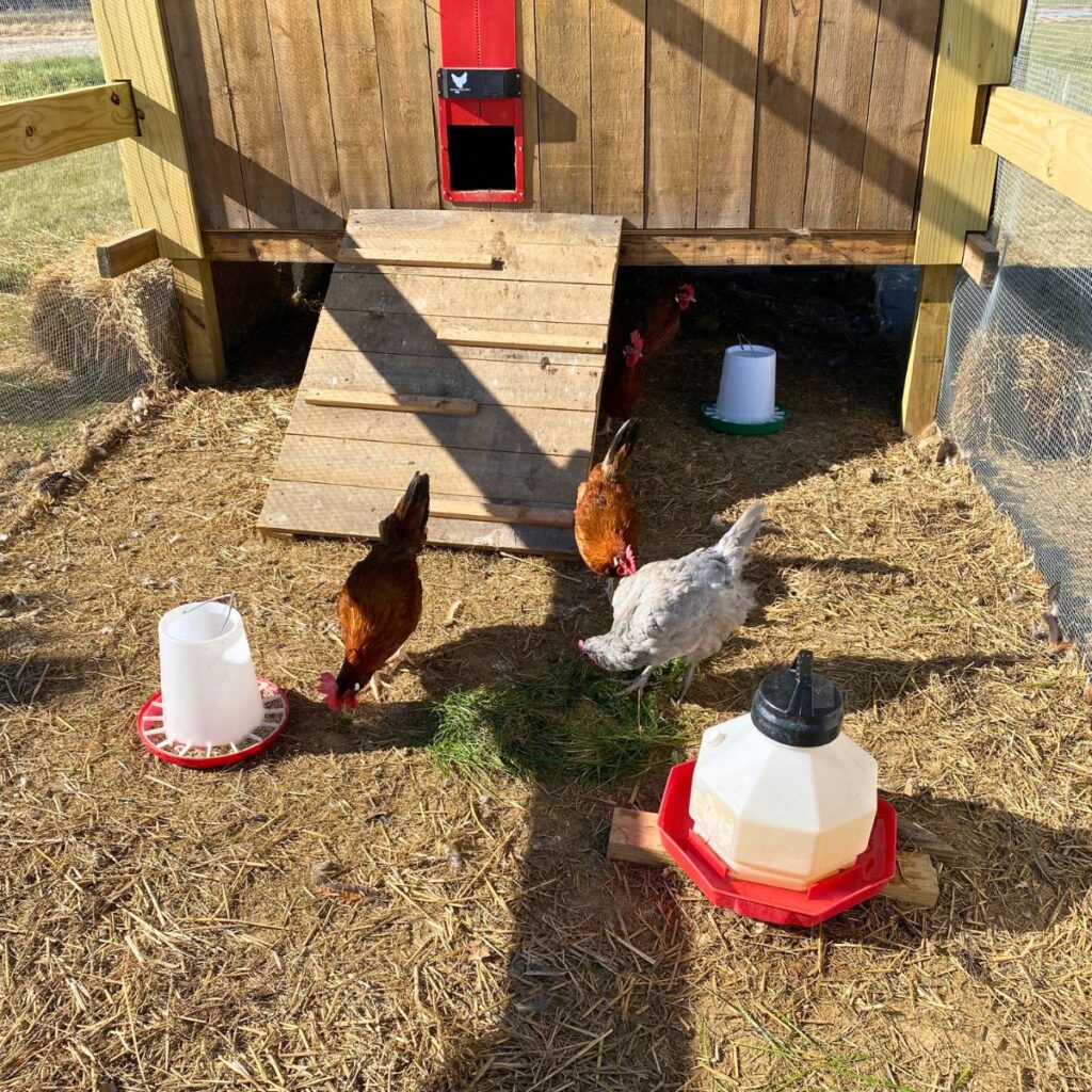 Chickens out in a chicken run with straw as litter on ground