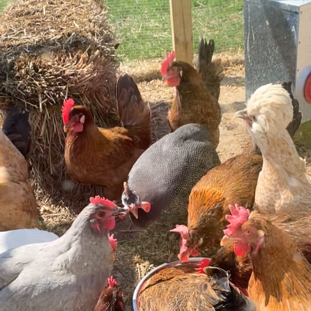 chickens out in the run with a straw bale to scratch at