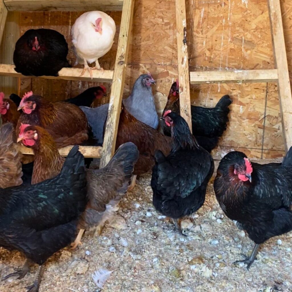 chickens in the chicken coop with wood shavings as bedding. Multiple black and brown chickens are huddled together or sitting on roosting bars