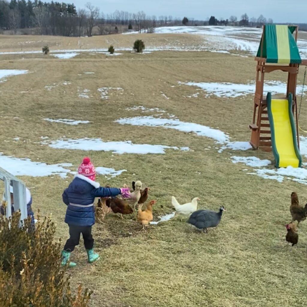 Children feeding free range backyard chickens in winter 