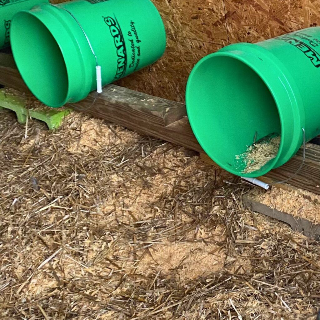 interior of chicken coop showing wood shavings and straw as bedding