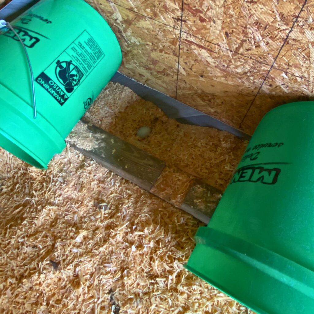 wood shavings as chicken coop litter with a green egg in a divot of the bedding