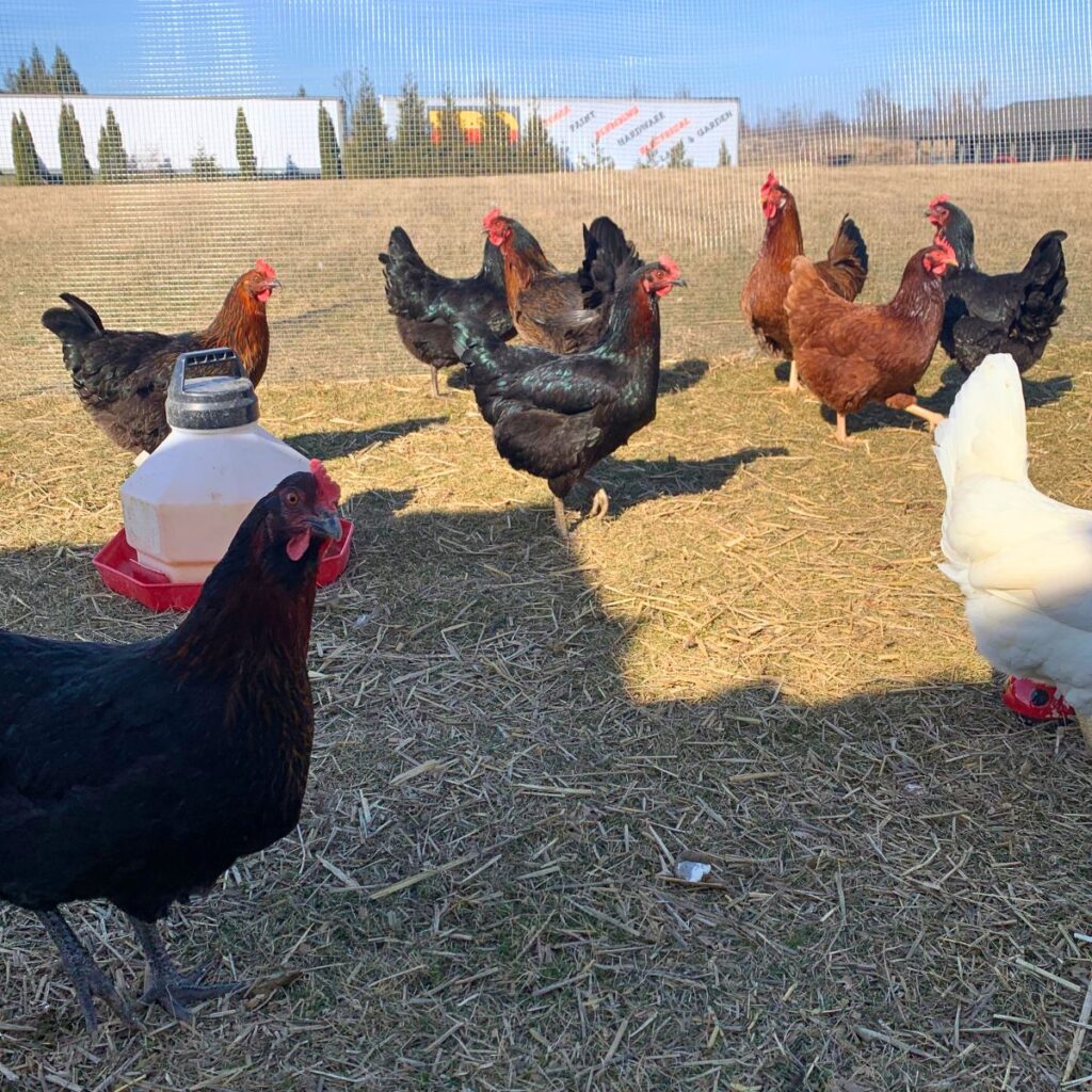 Flock of chickens in a makeshift run, one black sex link hen staring at the camera