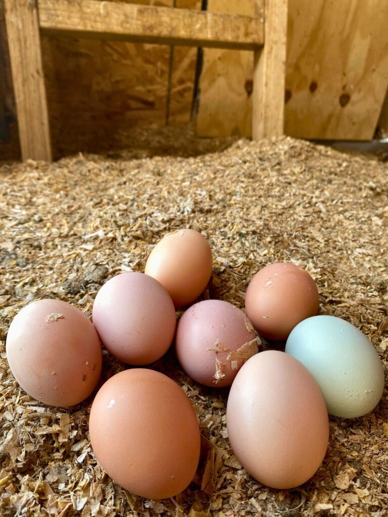 Eight freshly laid brown and green chicken eggs sitting in a chicken coop with wood shavings as bedding