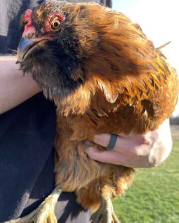 Man holding ameraucana chicken up close