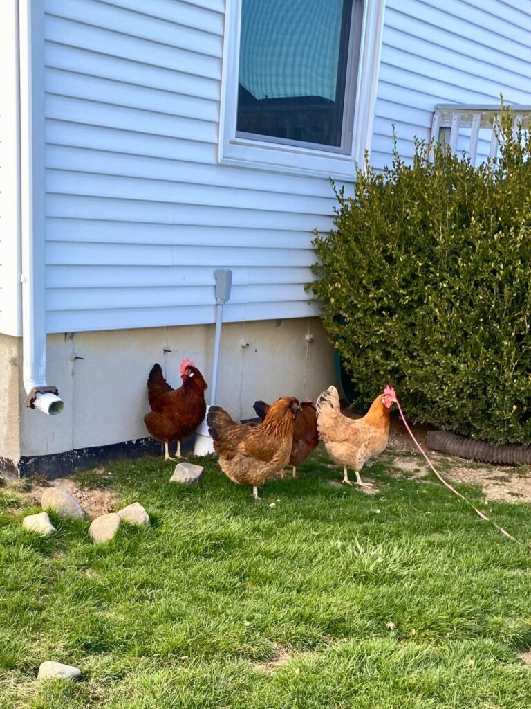 Four healthy chickens free ranging near a white house for healthy scraps, herbs, and grit