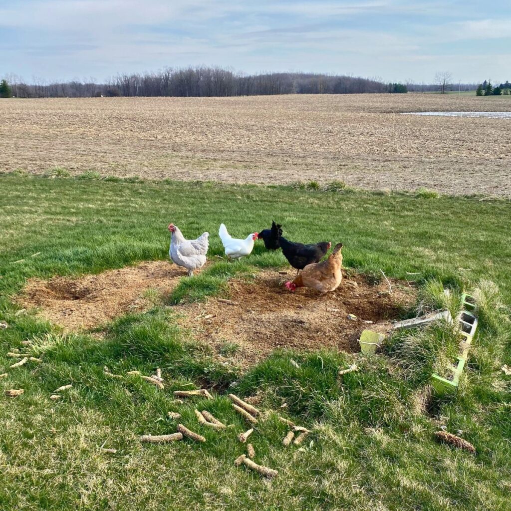 Five healthy chickens scratching and free ranging in the homestead compost pile for healthy herbs and scraps