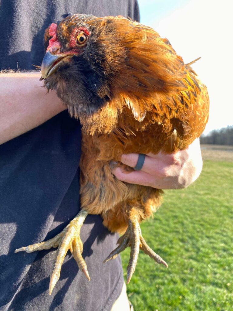 Man holding an ameraucana chicken up close